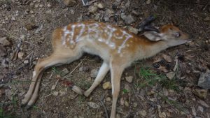 罠に掛かったニホンジカ幼獣