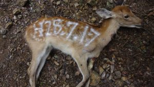 有害鳥獣捕獲されたシカ