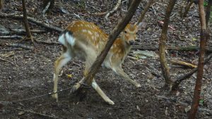 罠にかかったニホンジカ♂の幼獣