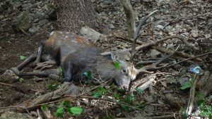 罠にかかったニホンジカ♂成獣